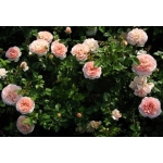 Abraham Darby / Абрагам Дербі